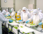 食品加工・計量・包装作業 求人番号3491-02 イメージ